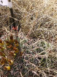 Ferocactus wislizeni image