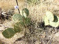 Opuntia engelmannii image