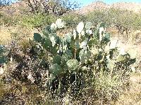 Opuntia engelmannii image