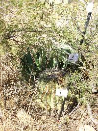 Ferocactus wislizeni image