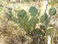 Opuntia engelmannii image