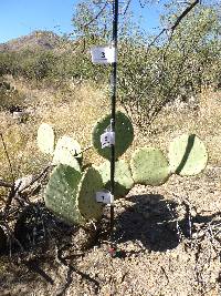 Opuntia engelmannii image