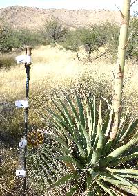 Ferocactus wislizeni image