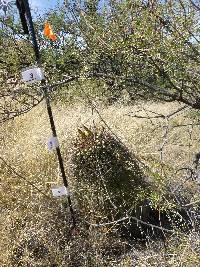 Ferocactus wislizeni image