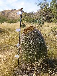 Ferocactus wislizeni image