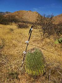 Ferocactus wislizeni image