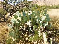 Opuntia engelmannii image