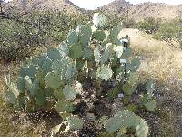 Opuntia engelmannii image
