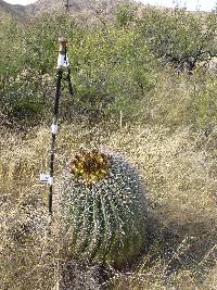 Ferocactus wislizeni image