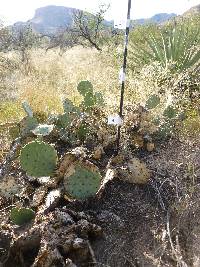 Opuntia engelmannii image