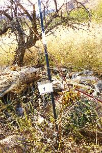 Ferocactus wislizeni image