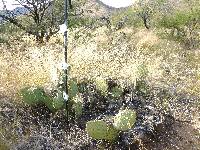 Opuntia engelmannii image