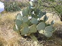 Opuntia engelmannii image