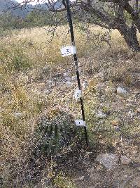 Ferocactus wislizeni image