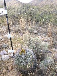 Ferocactus wislizeni image