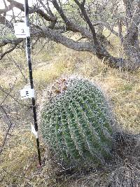 Ferocactus wislizeni image