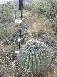 Ferocactus wislizeni image