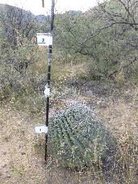 Ferocactus wislizeni image