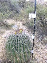 Ferocactus wislizeni image