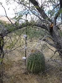 Ferocactus wislizeni image