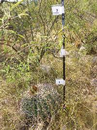 Ferocactus wislizeni image