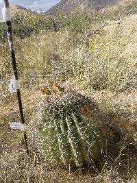 Ferocactus wislizeni image