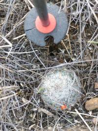 Mammillaria grahamii image