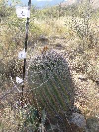 Ferocactus wislizeni image