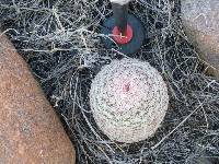 Echinocereus rigidissimus image