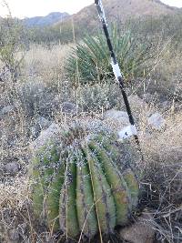 Ferocactus wislizeni image