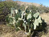 Opuntia engelmannii image