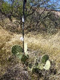 Opuntia engelmannii image