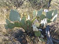 Opuntia engelmannii image