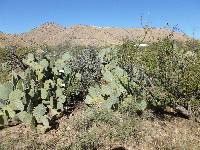 Opuntia engelmannii image