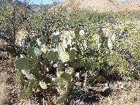 Opuntia engelmannii image