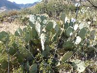 Opuntia engelmannii image