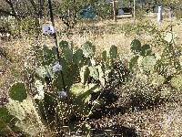 Opuntia engelmannii image