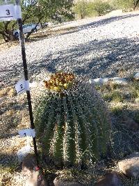 Ferocactus wislizeni image