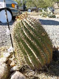 Ferocactus wislizeni image