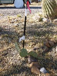 Opuntia engelmannii image