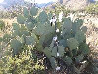 Opuntia engelmannii image