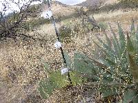 Opuntia engelmannii image