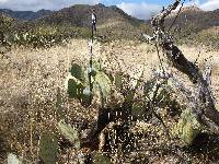 Opuntia engelmannii image