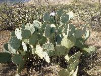 Opuntia engelmannii image