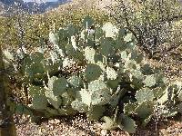 Opuntia engelmannii image