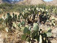 Opuntia engelmannii image