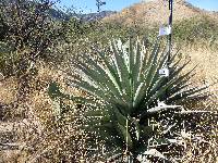Opuntia engelmannii image