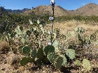 Opuntia engelmannii image