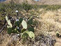 Opuntia engelmannii image