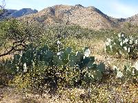 Opuntia engelmannii image